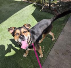 Shelter Stray Male Dog last seen , 1850 W 60th St, Los Angeles, CA 90047, USA