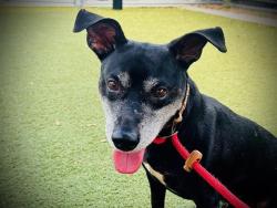 Shelter Stray Male Dog last seen , 2769 Conroy Rd, Orlando, FL 32839, USA