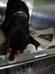 Shelter Stray Unknown Dog last seen , 1850 W 60th St, Los Angeles, CA 90047, USA