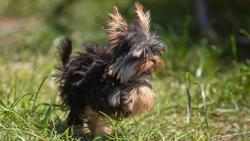 Lost Male Dog last seen 72nd Street and Monterey, Mesa, AZ 85209