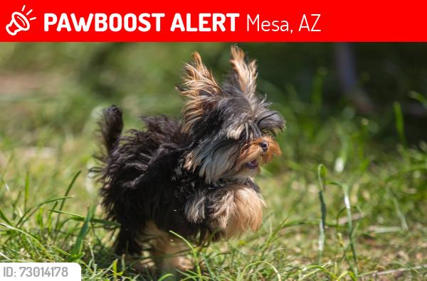 Lost Male Dog last seen 72nd Street and Monterey, Mesa, AZ 85209