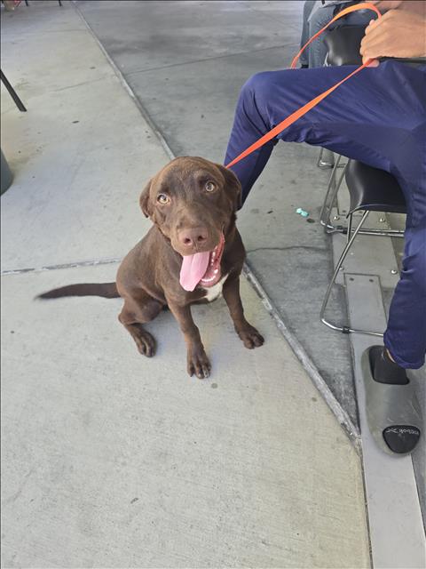 Shelter Stray Male Dog last seen , 1850 W 60th St, Los Angeles, CA 90047, USA
