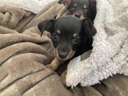 Shelter Stray Female Dog last seen Near BLK PACIFIC AVE, LONG BEACH, CA, 90806, 7700 E Spring St, Long Beach, CA 90815, USA