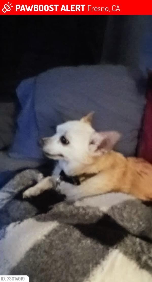 Lost Male Dog last seen Butler and Willow , Fresno, CA 93727