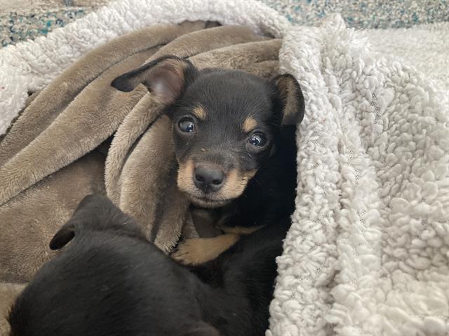 Shelter Stray Female Dog last seen Near BLK PACIFIC AVE, LONG BEACH, CA, 90806, 7700 E Spring St, Long Beach, CA 90815, USA