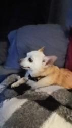 Lost Male Dog last seen Butler and Willow , Fresno, CA 93727