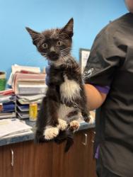 Shelter Stray Female Cat last seen Near BLK MATTNICK DR, BAKERSFIELD, CA, 201 S Mt Vernon Ave, Bakersfield, CA 93307, USA