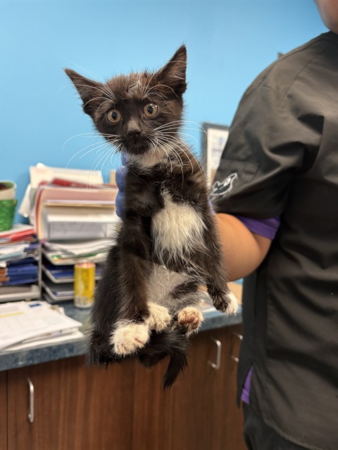 Shelter Stray Female Cat last seen Near BLK MATTNICK DR, BAKERSFIELD, CA, 201 S Mt Vernon Ave, Bakersfield, CA 93307, USA