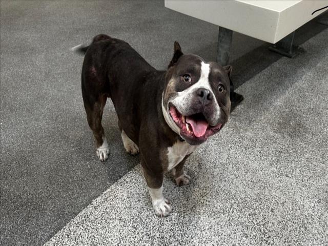 Shelter Stray Male Dog last seen , 3201 Lacy St, Los Angeles, CA 90031, USA
