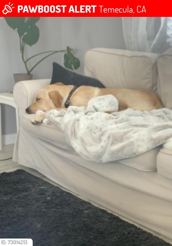 Lost Male Dog last seen Andros St and Geln Oaks Rd, Temecula, CA 92592