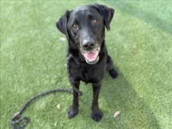 Shelter Stray Male Dog last seen , 3201 Lacy St, Los Angeles, CA 90031, USA