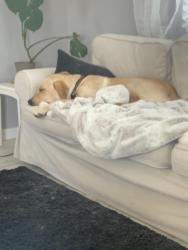 Lost Male Dog last seen Andros St and Geln Oaks Rd, Temecula, CA 92592