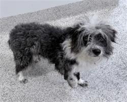 Shelter Stray Female Dog last seen , 3201 Lacy St, Los Angeles, CA 90031, USA
