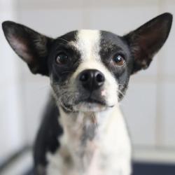 Shelter Stray Male Dog last seen Near BLOCK OF CLOWER, 4710 TX-151, San Antonio, TX 78227, USA