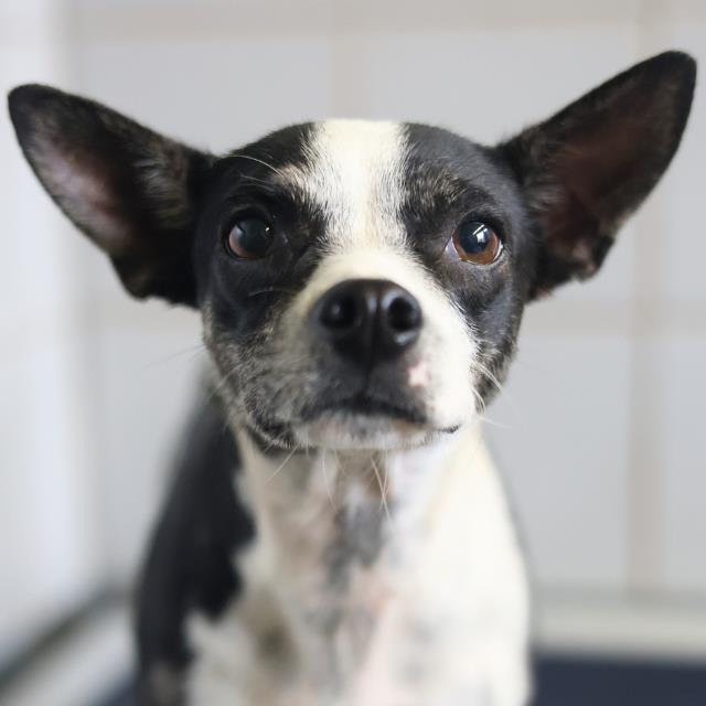 Shelter Stray Male Dog last seen Near BLOCK OF CLOWER, 4710 TX-151, San Antonio, TX 78227, USA