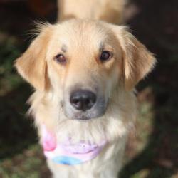 Shelter Stray Female Dog last seen YELLOW SAND DR, 4710 TX-151, San Antonio, TX 78227, USA