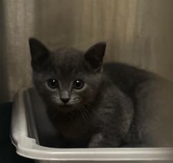 Shelter Stray Female Cat last seen Near BLOCK EAGLE ALAMEDA / YARD, 1590 Fortmann Way, Alameda, CA 94501, USA