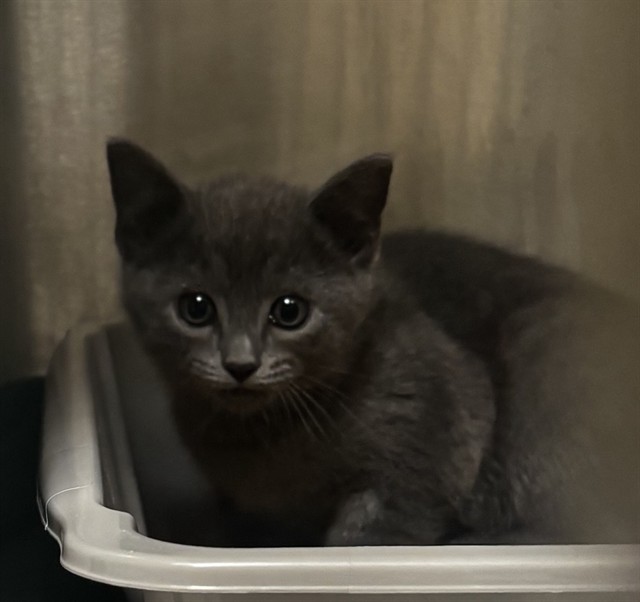Shelter Stray Female Cat last seen Near BLOCK EAGLE ALAMEDA / YARD, 1590 Fortmann Way, Alameda, CA 94501, USA