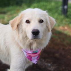 Shelter Stray Female Dog last seen YELLOW SAND DR, 4710 TX-151, San Antonio, TX 78227, USA