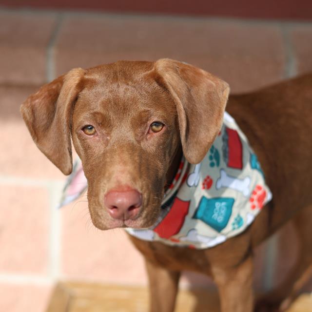 Shelter Stray Female Dog last seen BANGOR & ROANOKE AVE., 4710 TX-151, San Antonio, TX 78227, USA