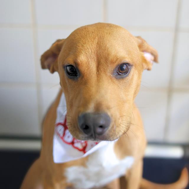 Shelter Stray Male Dog last seen Near BLOCK OF CLOWER, 4710 TX-151, San Antonio, TX 78227, USA