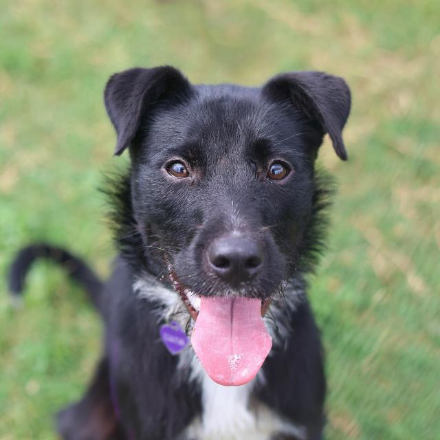 Shelter Stray Female Dog last seen GRAY RIDGE, 4710 TX-151, San Antonio, TX 78227, USA