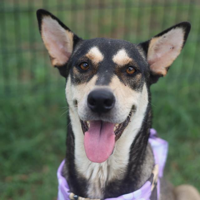 Shelter Stray Female Dog last seen Near BLOCK QUINTANA, 4710 TX-151, San Antonio, TX 78227, USA