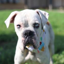 Shelter Stray Male Dog last seen HOWARD ST, 4710 TX-151, San Antonio, TX 78227, USA