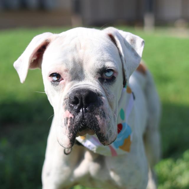 Shelter Stray Male Dog last seen HOWARD ST, 4710 TX-151, San Antonio, TX 78227, USA