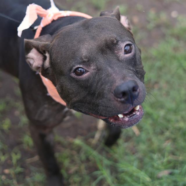 Shelter Stray Female Dog last seen Near BLOCK PASADENA, 4710 TX-151, San Antonio, TX 78227, USA