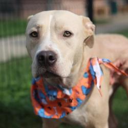 Shelter Stray Male Dog last seen Near BLOCK PASADENA, 4710 TX-151, San Antonio, TX 78227, USA