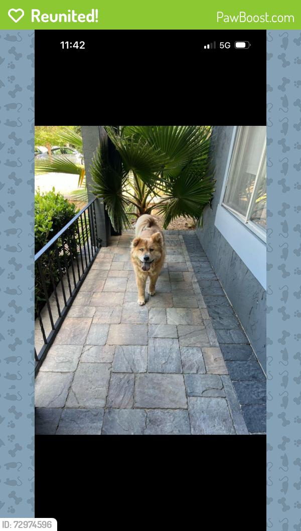 Reunited Female Dog last seen Near peachwillow ln, Walnut Creek, CA 94598