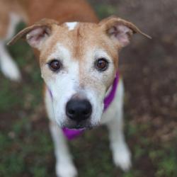 Shelter Stray Female Dog last seen Near BLOCK PASADENA, 4710 TX-151, San Antonio, TX 78227, USA