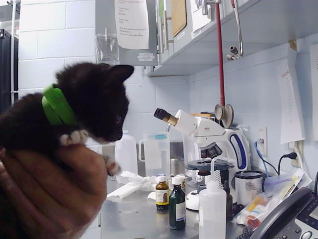 Shelter Stray Male Cat last seen CHARLOTTE, 8315 Byrum Dr, Charlotte, NC 28217, USA