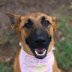 Shelter Stray Female Dog last seen EL CENTRO, 4710 TX-151, San Antonio, TX 78227, USA