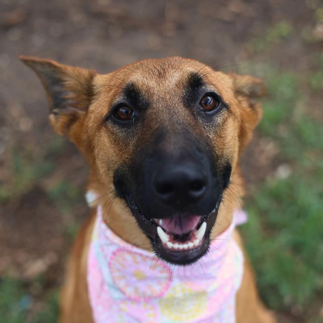 Shelter Stray Female Dog last seen EL CENTRO, 4710 TX-151, San Antonio, TX 78227, USA