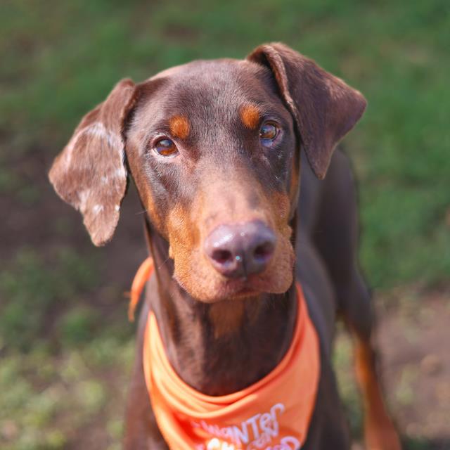 Shelter Stray Female Dog last seen Near BLOCK GAWAIN, 4710 TX-151, San Antonio, TX 78227, USA
