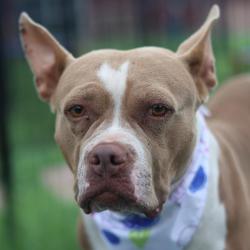 Shelter Stray Female Dog last seen E HOUSTON, 4710 TX-151, San Antonio, TX 78227, USA