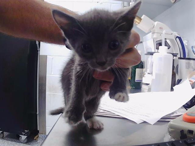 Shelter Stray Male Cat last seen CHARLOTTE, 8315 Byrum Dr, Charlotte, NC 28217, USA