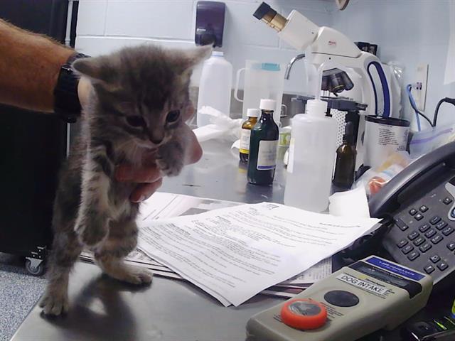 Shelter Stray Female Cat last seen CHARLOTTE, 8315 Byrum Dr, Charlotte, NC 28217, USA