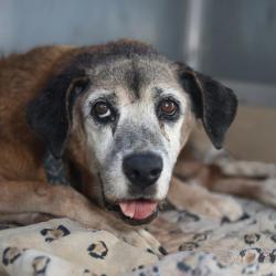 Shelter Stray Female Dog last seen FARWELL, 4710 TX-151, San Antonio, TX 78227, USA
