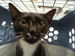 Shelter Stray Female Cat last seen MINT HILL, 8315 Byrum Dr, Charlotte, NC 28217, USA