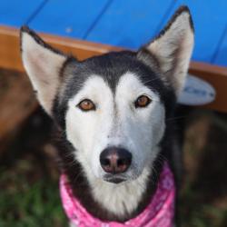 Shelter Stray Female Dog last seen Near BLOCK PORT OF CALL DR, 4710 TX-151, San Antonio, TX 78227, USA
