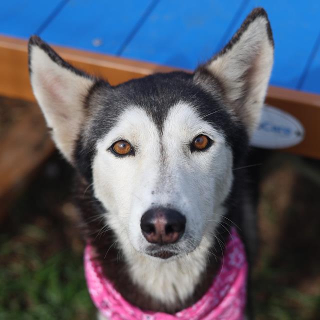 Shelter Stray Female Dog last seen Near BLOCK PORT OF CALL DR, 4710 TX-151, San Antonio, TX 78227, USA
