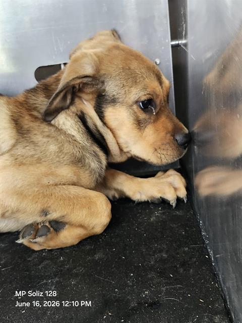 Shelter Stray Female Dog last seen Near BLOCK OF GODEK DR, 4710 TX-151, San Antonio, TX 78227, USA