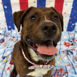 Shelter Stray Male Dog last seen Near, 2600 S Harding St, Indianapolis, IN 46221, USA