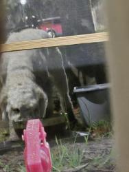 Found/Stray Unknown Dog last seen Old Bartow Eagle Lake Road and Wilson Ave., Bartow, FL 33830