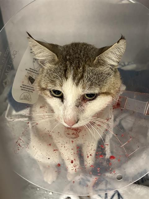 Shelter Stray Male Cat last seen CADJEW AVE & KIM AVE, 2127 Front St, Sacramento, CA 95818, USA