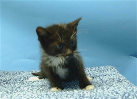 Shelter Stray Female Cat last seen , 216 W Victoria St, Gardena, CA 90248, USA