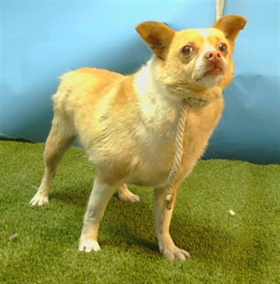 Shelter Stray Male Dog last seen , 216 W Victoria St, Gardena, CA 90248, USA